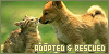 Adopted and Rescued Animals | 